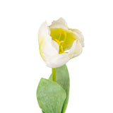 Single Stem Tulip White