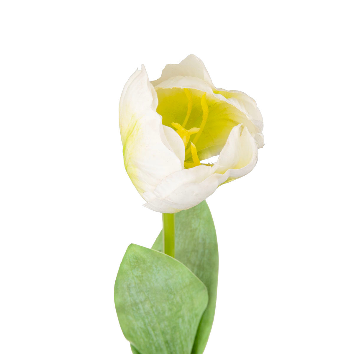Single Stem Tulip White