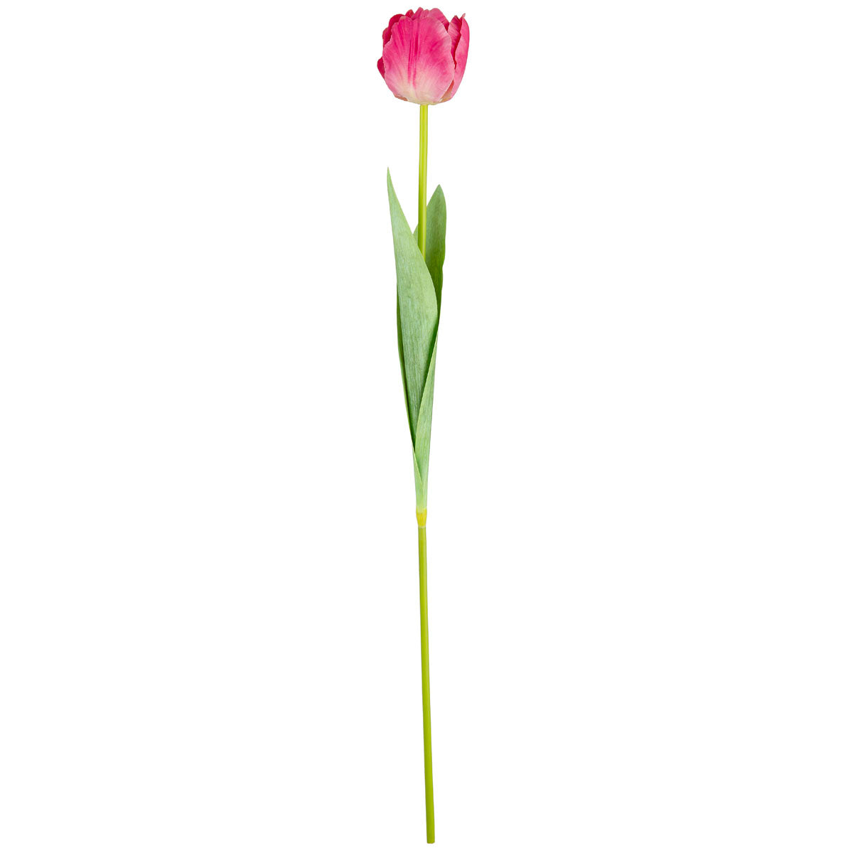 Single Stem Tulip Pink