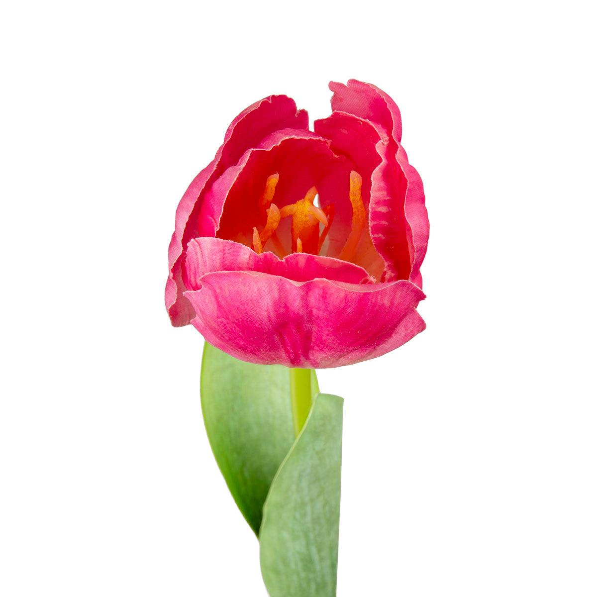 Single Stem Tulip Pink