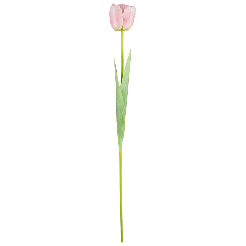 Single Stem Tulip Light Pink