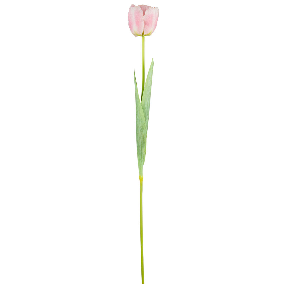 Single Stem Tulip Light Pink