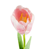Single Stem Tulip Light Pink