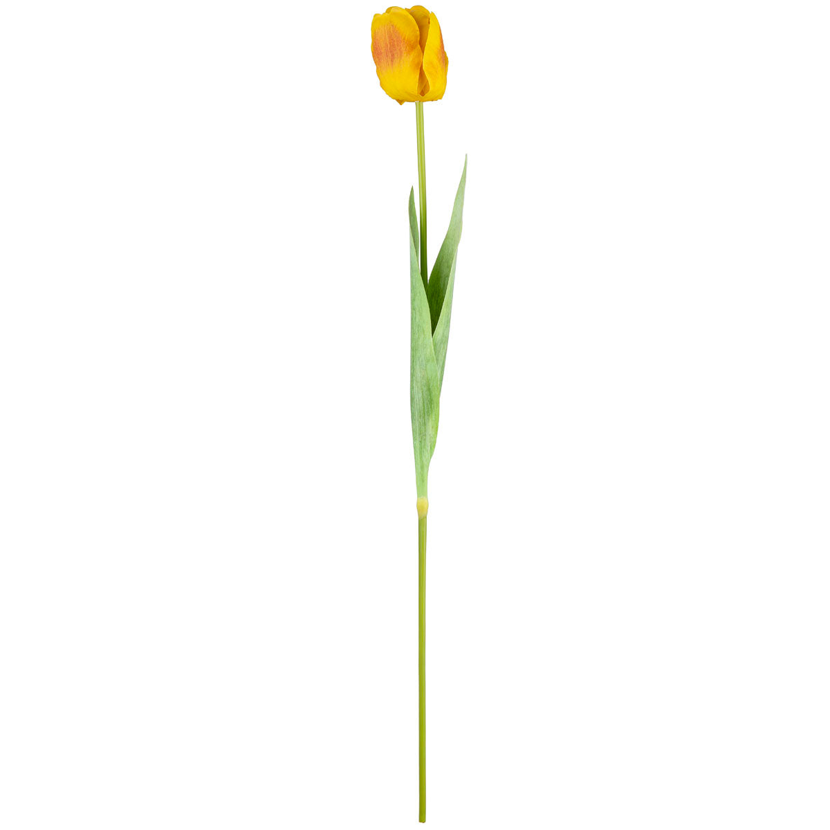 Single Stem Tulip Yellow