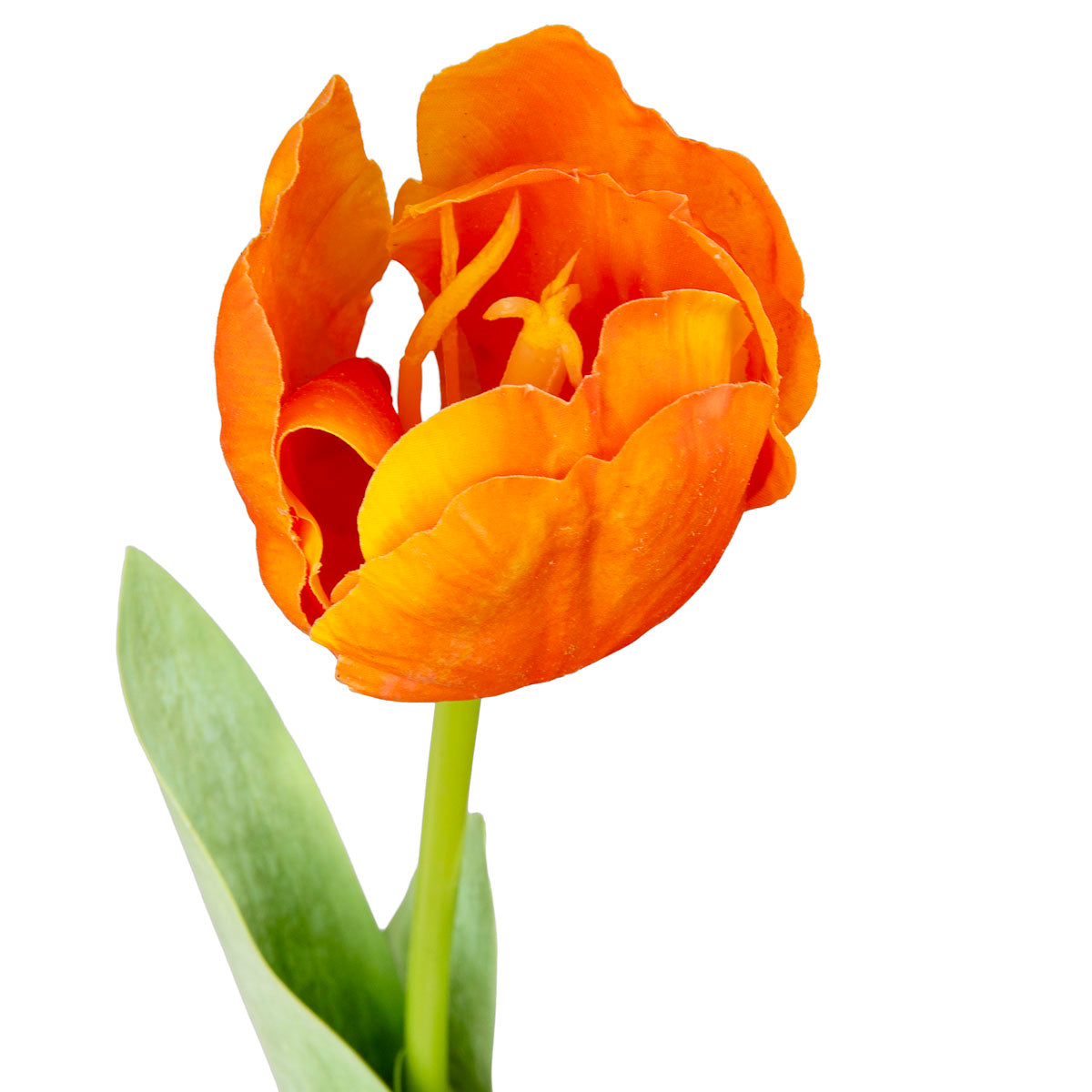 Single Stem Tulip Dark Orange