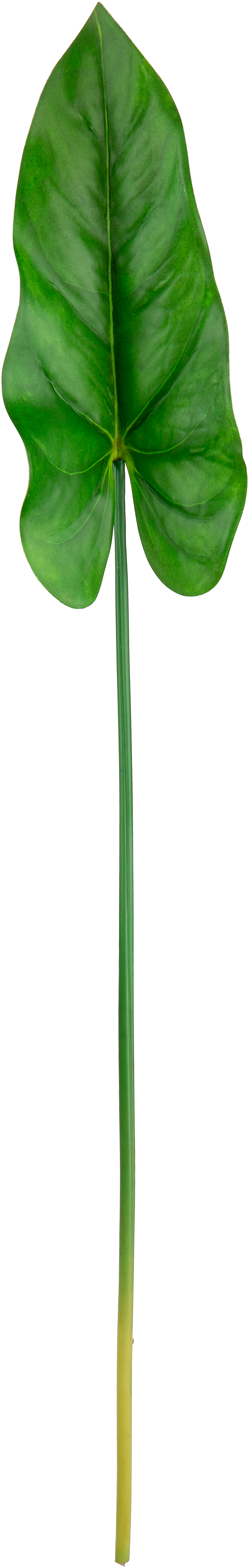 Anthurium Leaf Green