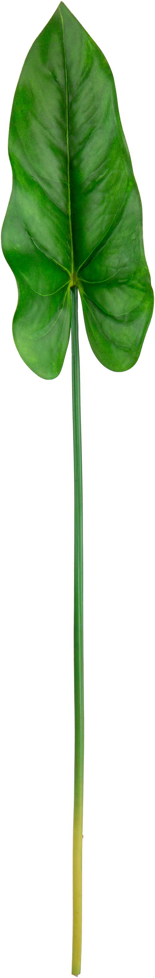 Anthurium Leaf Green