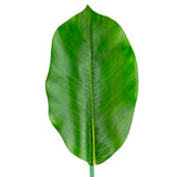 Rubber Tree Leaf Green