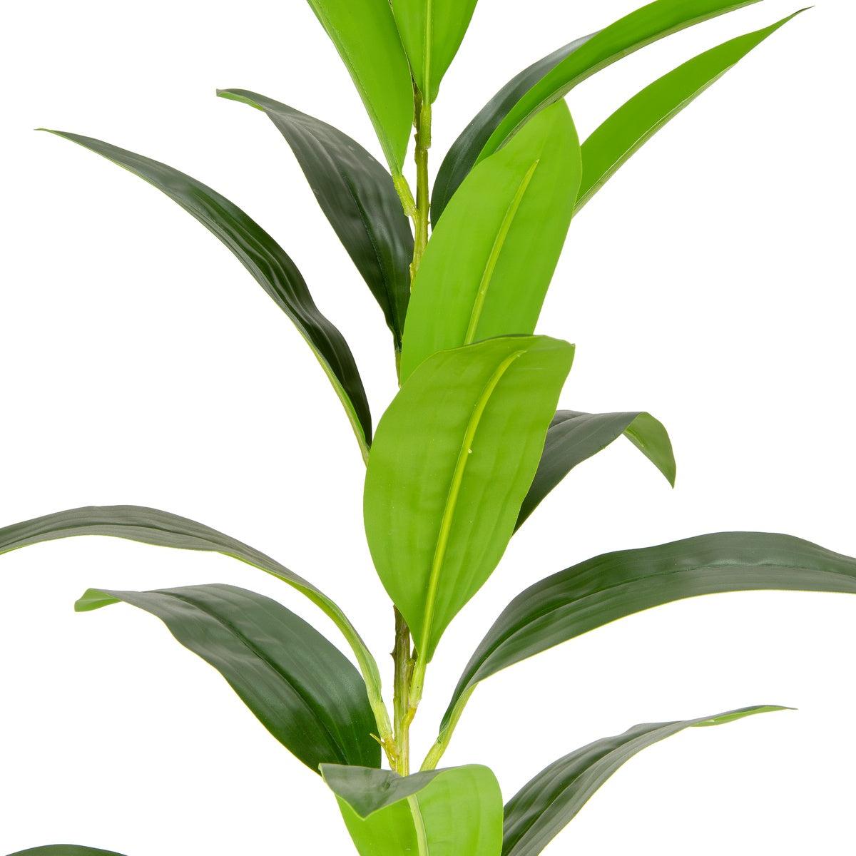 Lily Leaf Green