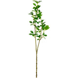 Laurel Fig Leaves Green