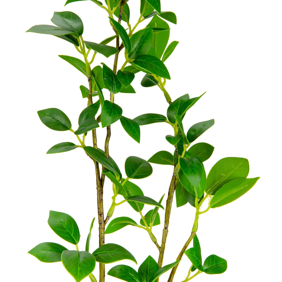 Laurel Fig Leaves Green