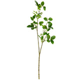 Crape Myrtle Leaves with Fruit Green