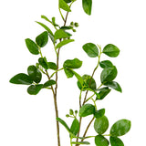 Crape Myrtle Leaves with Fruit Green