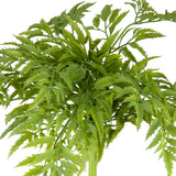 Japanese Parsley Bush Green
