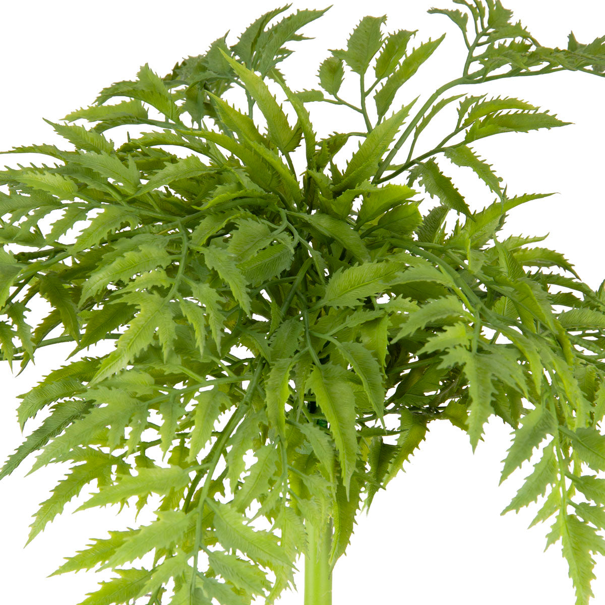 Japanese Parsley Bush Green
