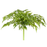 Japanese Parsley Bush Green
