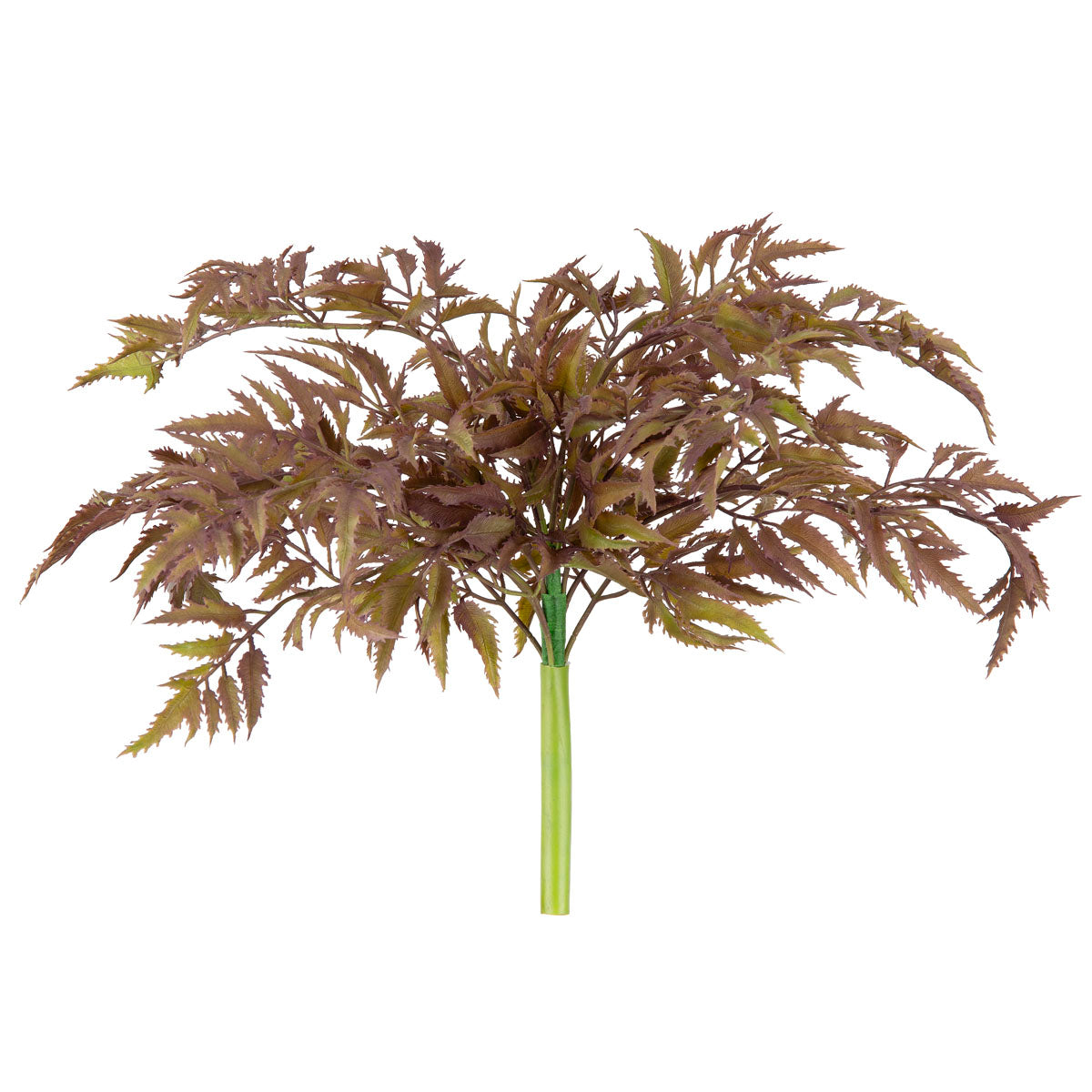 Japanese Parsley Bush Burgundy