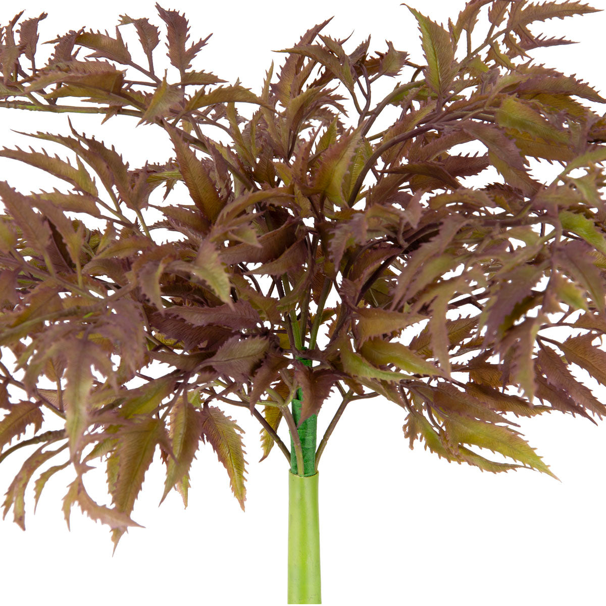Japanese Parsley Bush Burgundy
