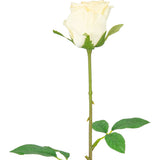 Mia Rose Ivory