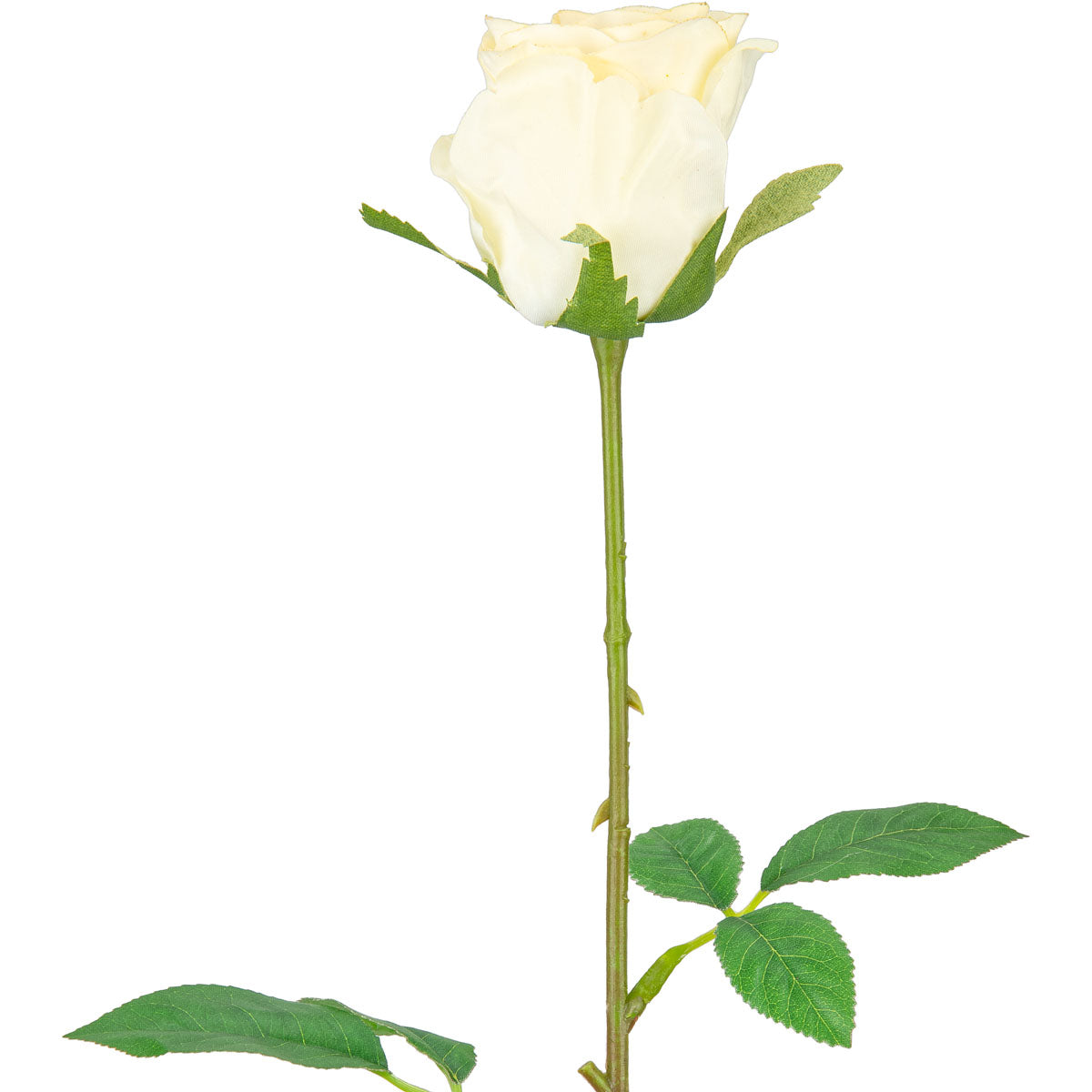 Mia Rose Ivory
