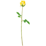 Mia Rose Yellow