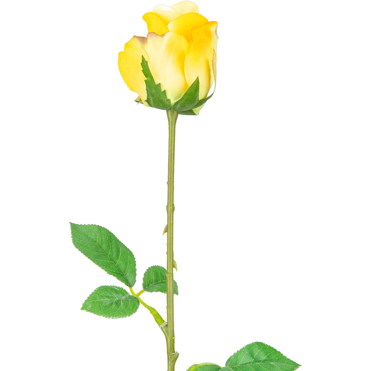 Mia Rose Yellow