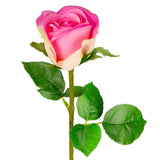 Sophia Rose Pink