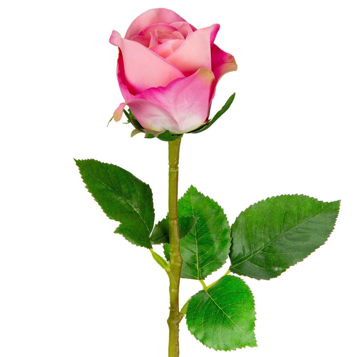 Sophia Rose Dark Pink