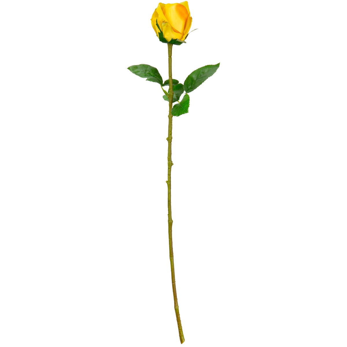 Sophia Rose Yellow