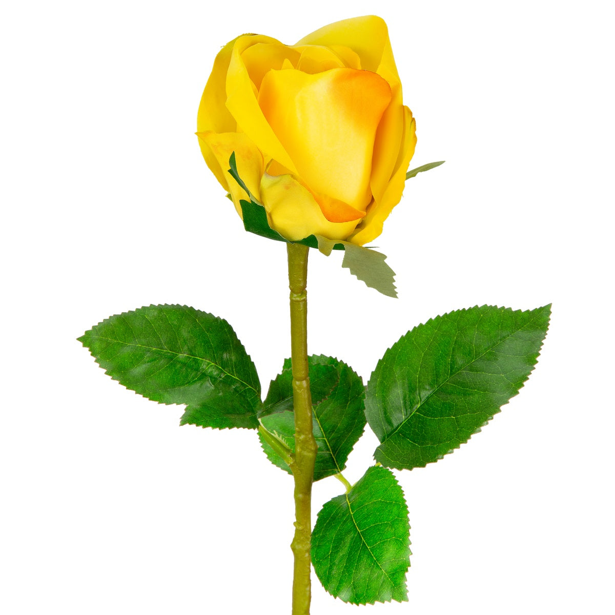 Sophia Rose Yellow