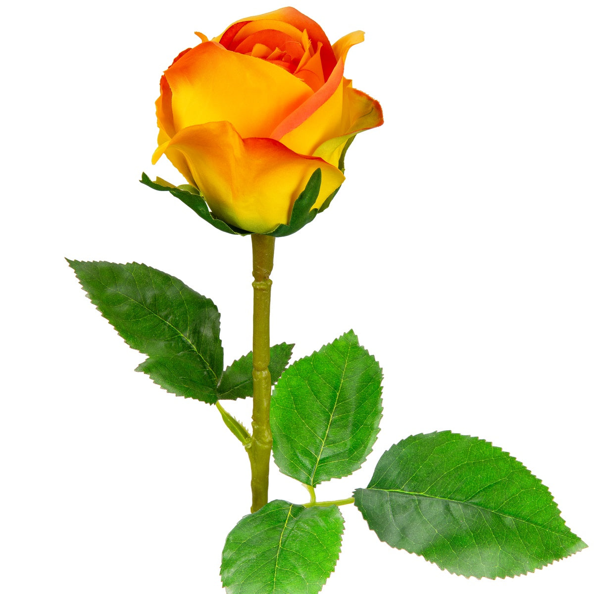 Sophia Rose Orange
