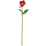Sophia Rose Red