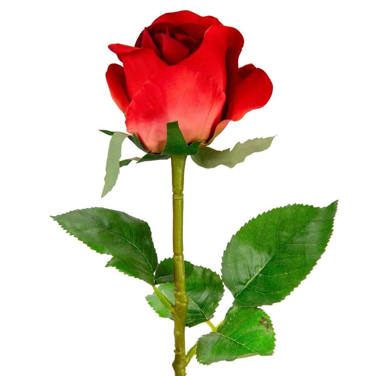 Sophia Rose Red