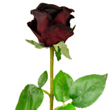Sophia Rose Dark Burgundy