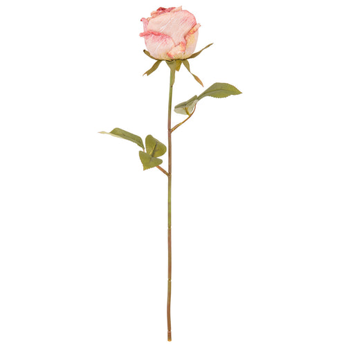 Dry Image Rose Vintage Rose Pink image 0