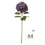Large Head Hydrangea Blueberry image 3