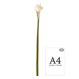 Calla Lily White Long Tall Stem image 1