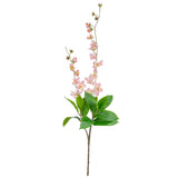 Clematis Spray x 2 Pink Cream image 0