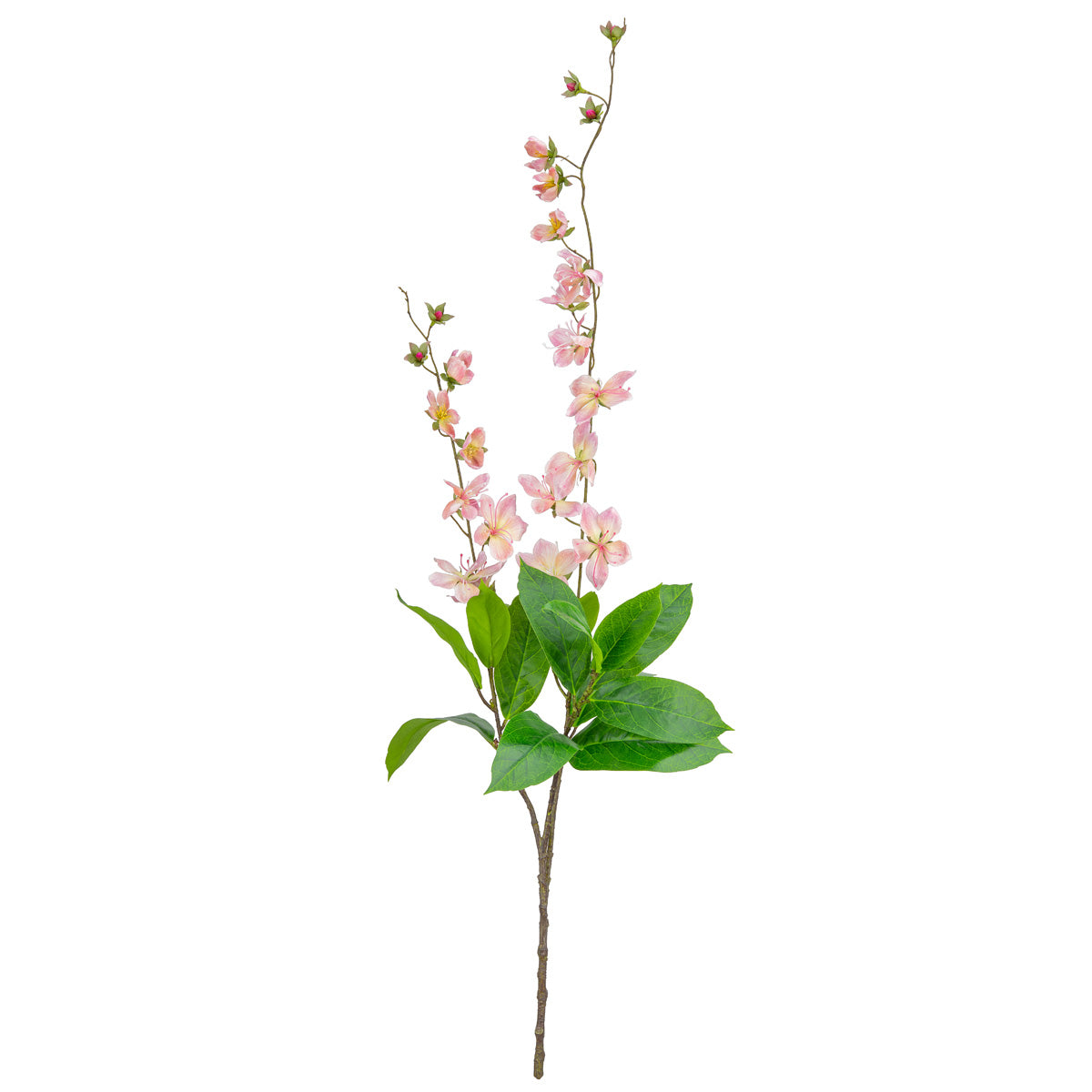 Clematis Spray x 2 Pink Cream image 0