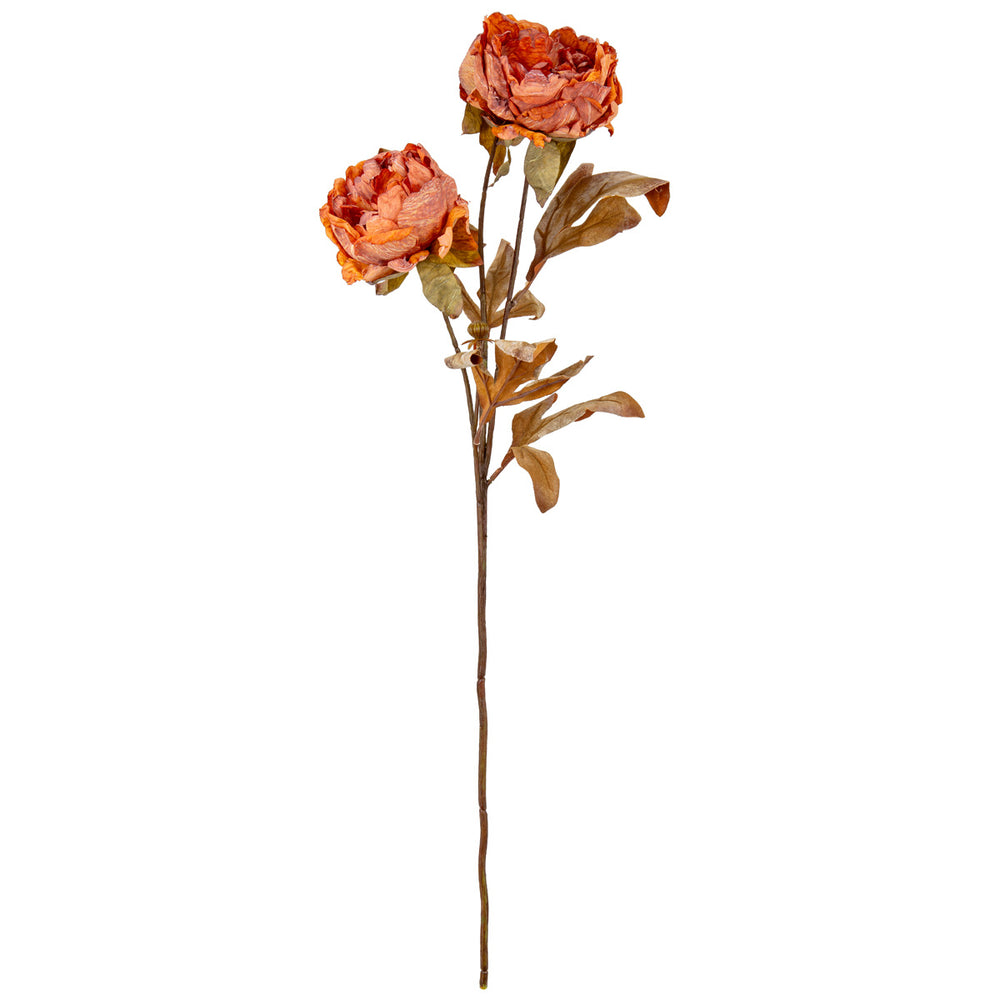 Dry Image Peony Copper Beech image 0