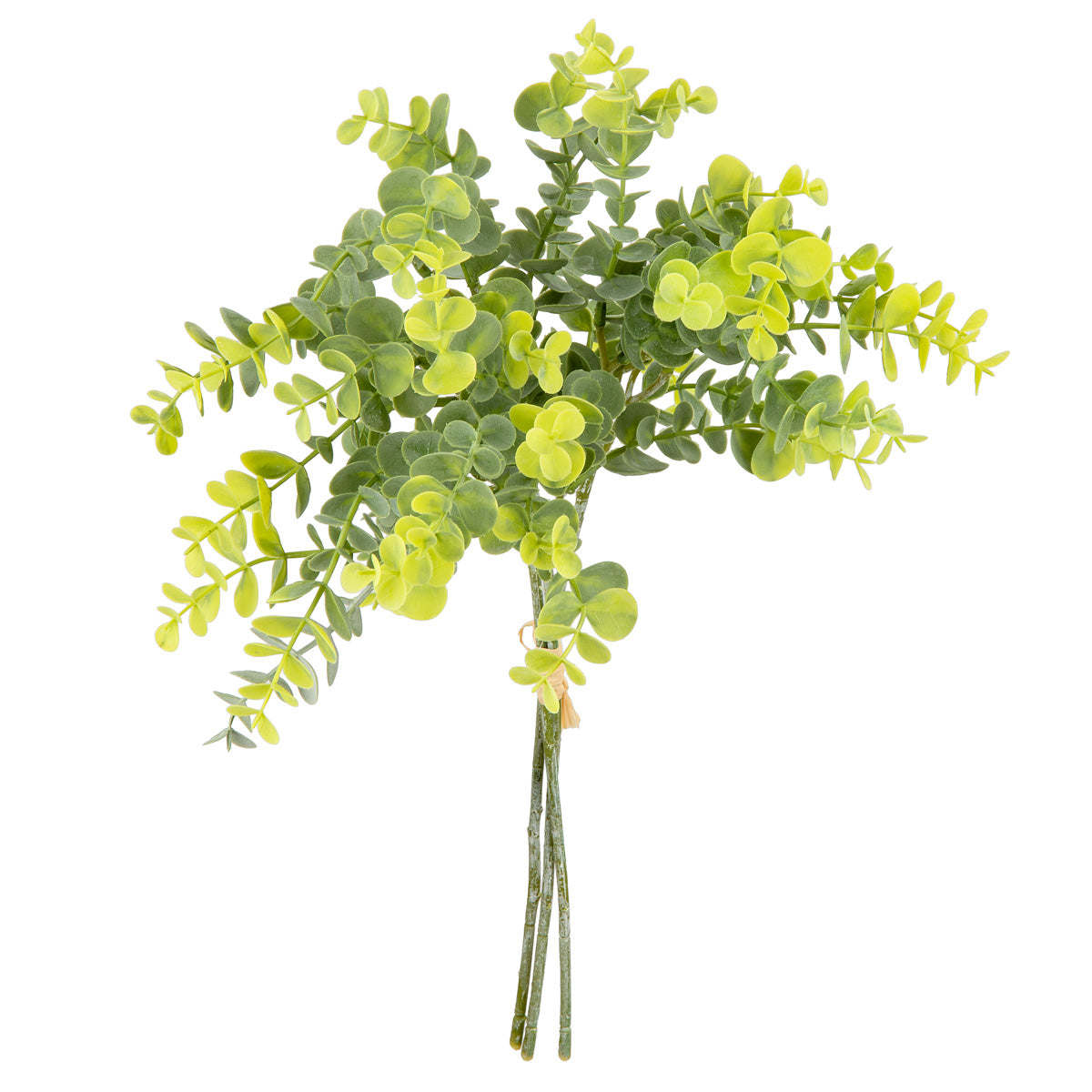 Eucalyptus Bundle x 3 Two Tone Green image 0