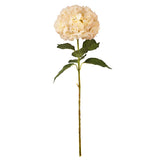 Large Head Hydrangea Cream/Pink image 0