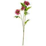 Helleboris Rose Burgundy image 0