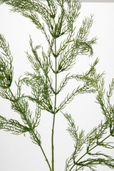 Wild Asparagus Spray Green image 1