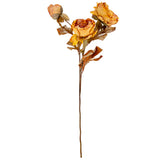 Dry Image Peony Honey Sunset image 0