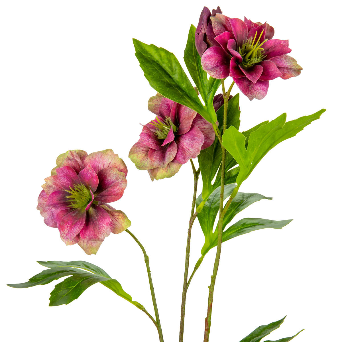 Helleboris Rose Burgundy image 1