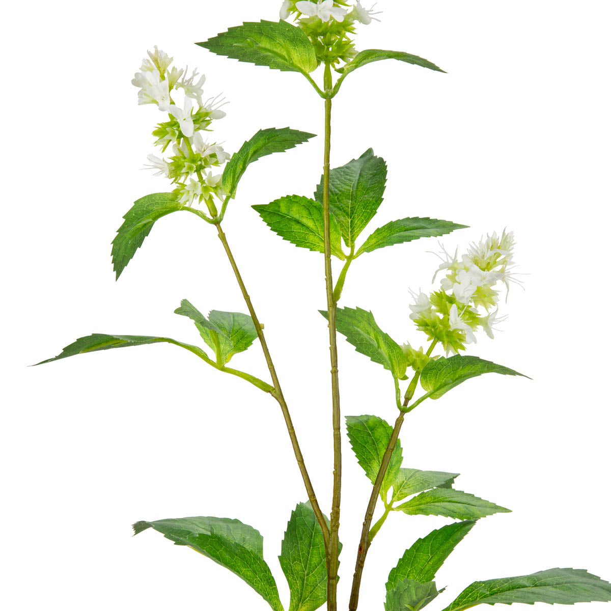 Pogostemon Spray x 3 White image 1