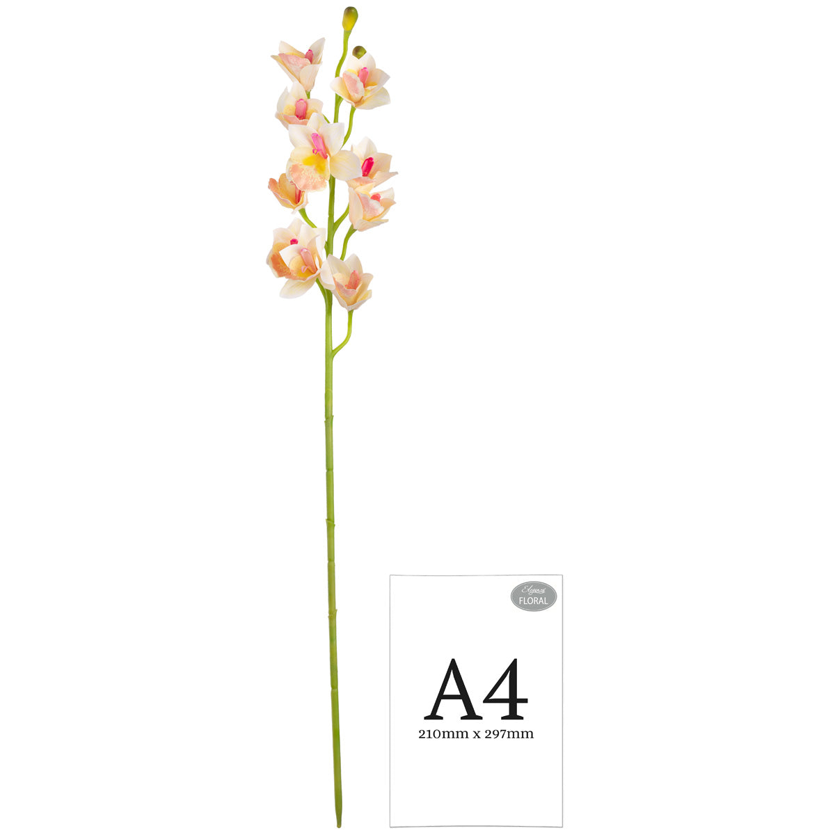 Cymbidium Orchid x 10 plus 2 buds Cream image 2
