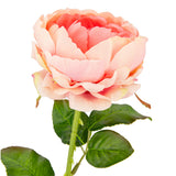 65cm Single Rose Peach image 1