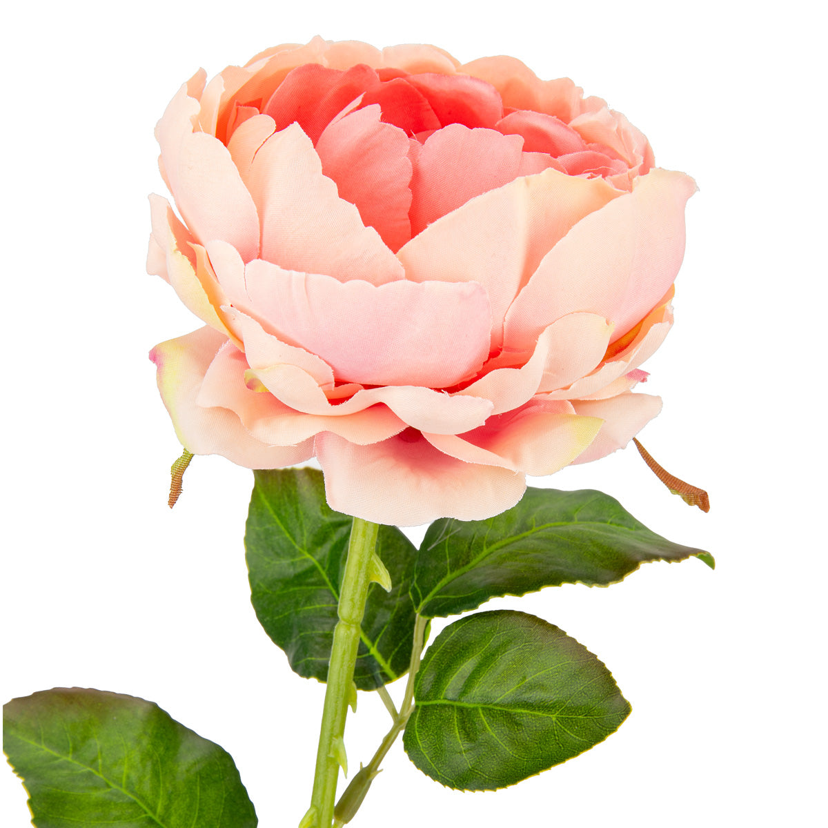 65cm Single Rose Peach image 1